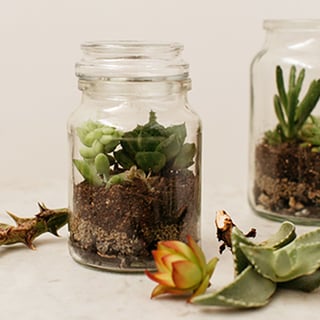moccona jar inspiration terrarium