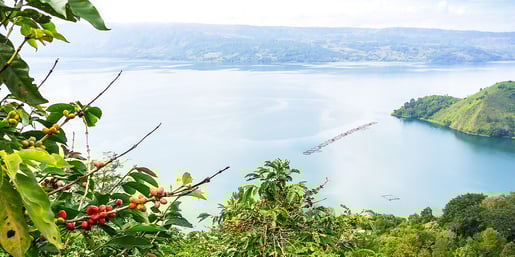 moccona view water plants landscape 2